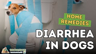 Diarrhea in Dogs How To Quickly Treat At Home [upl. by Pedrick]