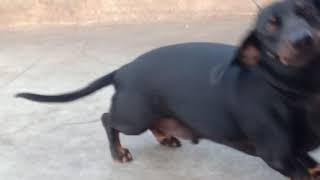 Dachshund dog barking [upl. by Aseretairam198]