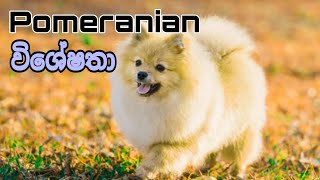 Pomeranian dog details sinhala  Everything About pomeranian dog sinhala [upl. by Shayla459]