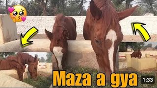 Subah Kay Time Horse Vlog Mashallah Moring View  racer vlog horse farm horse Part 1 [upl. by Nelhsa]