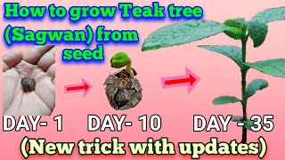 How to grow teak tree from seed  Sagwan tree farmingteak treeteak tree farmingsagwan treeshorts [upl. by Michaele]