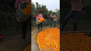 Orange 🍊🍊 Fruit Harvesting from Farm amp Rural Farmer Activites farming orange shorts [upl. by Munniks]