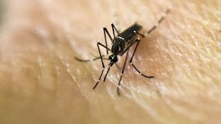 The dangers of yellow fever [upl. by Ayahsal]