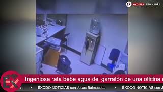 Ingeniosa rata bebe agua del garrafón de una oficina en Hermosillo y se vuelve viral [upl. by Halilak]