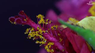 Insects 3 Sony A6300 with Laowa 65mm f28 2x ultramacro [upl. by Rednasela]