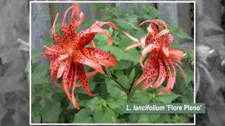 What Are the Different Types of Lilies [upl. by Mallory]