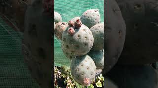 tephrocactus geometricus buds and other buds battlerog222 [upl. by Gnuhp]