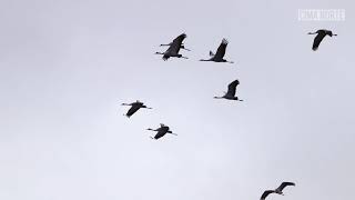 Migración de las grullas  Cima Norte Guía del Pirineo [upl. by Richmound297]