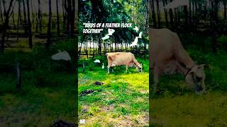 Return to Nature🐦🐃 Flock of Birds🐦 Animal shorts  Nature 4k  Calm and Relax video  Short video [upl. by Jobi55]