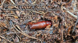 Die Suche nach den Raupen des Kiefernschwärmers Sphinx pinastri [upl. by Tewfik726]