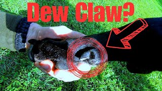 What Is A Dew Claw Why Does my Great Dane Have Dew Claws Dog [upl. by Nannoc]