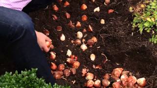 How To Plant 100 Tulips in 30 Minutes [upl. by Kenison]