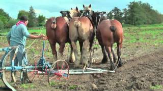 Strong Belgian Draft Horses Working on the Farm  Merelbeke [upl. by Clauddetta]