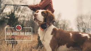 All About the Dogs  An American Brittany Story  Project Upland [upl. by Ymled]