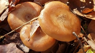 How to identify Armillaria gallica lutea bulbosa Honey mushroom [upl. by Horwitz]