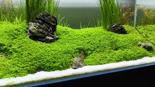 Aquascape monte carlo tank 90cm timelapse [upl. by Jeffries]