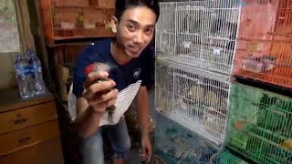 SURVEY HARGA BURUNG DI PASAR PRAMUKA PART 1 Satu [upl. by Montfort181]