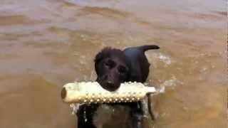 11 week old Boykin Spaniels intro to water [upl. by Myriam720]