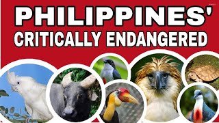 Philippines Critically endangered species Animals Department of Environment and Natural Resources [upl. by Folberth]