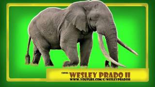 efeito sonoro de elefante  Elephant sound effect [upl. by Hallett958]