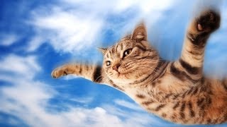 Cats Who Think They Can Fly [upl. by Evered551]