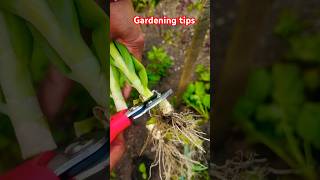 Trimming Spring Onions and Growing rootsgardeningtipsorganicfarming Greenonionsytshots [upl. by Derfiniw]