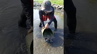 Prawns hiding inside the container😱😱😱 [upl. by Quackenbush]