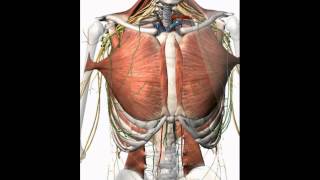 Human Anatomy Atlas  Android tabletphone tutorial [upl. by Adniroc]