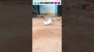 WHITE FANTAIL PIGEON ATTITUDE CUTE pigeon birds kabootar virel animals [upl. by Drofnats]