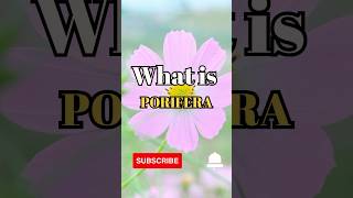 What is Porifera shorts facts biology [upl. by Meneau]