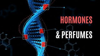 Are Perfumes Linked to Endocrine Hormone Disruption The Hidden Facts Revealed [upl. by Ibbie210]