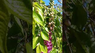 Digitalis Purpurea flowers short 🌺 [upl. by Hedi]