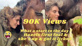 Amanda owen Farm ‐ What a start to the day 🐴🐴 Hazels first foal amp she’s up amp got it licked🐴🐴 [upl. by Aisetal]