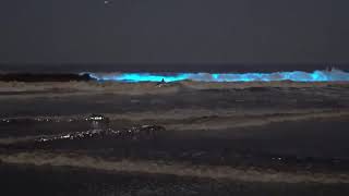 Playa con luces bioluminiscencia en California [upl. by Yatnahc]