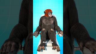 Monkey Head Transplant 🐒 Experiment Part 1 🥼shorts [upl. by Leschen]