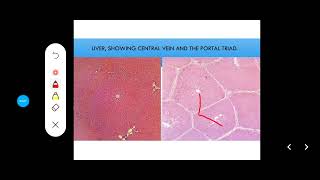 Histology Slides Series Episode 12  Accessory Organs of Digestion Liver Pancreas Gallbladder [upl. by Hynes]