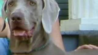 Weim Rescue Success Stories [upl. by Brook]