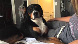 Greater Swiss Mountain Dog Cries when you stop petting him [upl. by Brelje]