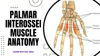 Palmar Interossei Muscle Anatomy  Anatomy Lecture Series [upl. by Napra]