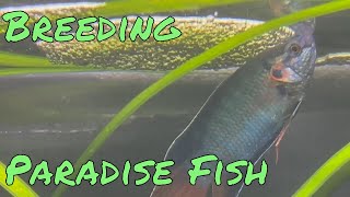 Breeding Spawning and Raising Paradise Fish [upl. by Silloh307]