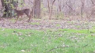 Whitetailed deer [upl. by Aimak]