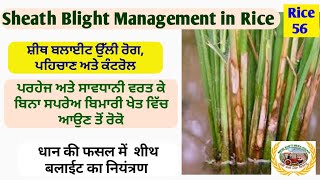 Sheath blight of Rice  ਸ਼ੀਥ ਬਲਾਈਟ ਝੋਨੇ ਦਾ ਉਲੀ ਰੋਗ ਅਤੇ ਇਲਾਜ [upl. by Alocin]