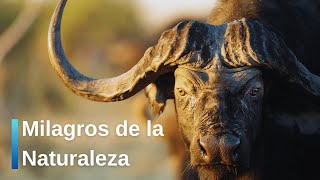 Descubriendo los Secretos de la Naturaleza Intacta Milagros de la Naturaleza documental completo [upl. by Intyre785]