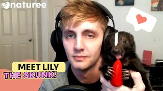 The Cutest Pet Animal You Could Get Lily The Skunk [upl. by Bernetta]