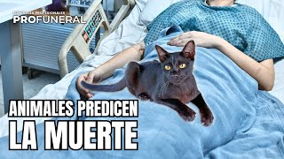 ¿POR QUÉ los animales ANUNCIAN LA MUERTE [upl. by Yelnoc]