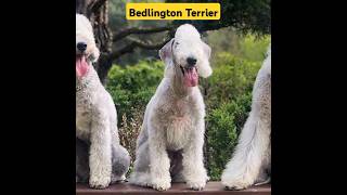 Unique Bedlington Terrier Dogs youtube youtubeshorts shorts [upl. by Rediah]