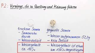 Quellung und Keimung Vorgänge die dazu führen  Biologie  Botanik [upl. by Molini]