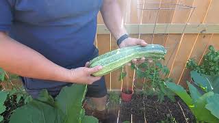 COSTATA ROMANESCO  Hand pollinating and harvest [upl. by Farra]