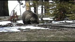 Ursus arctos horribilis  Grizzly Bear [upl. by Haskell]