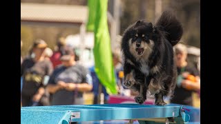 Dogs Australia Agility Nationals 2024  Open Agility Finals amp Open Jumping Finals [upl. by Crissy]